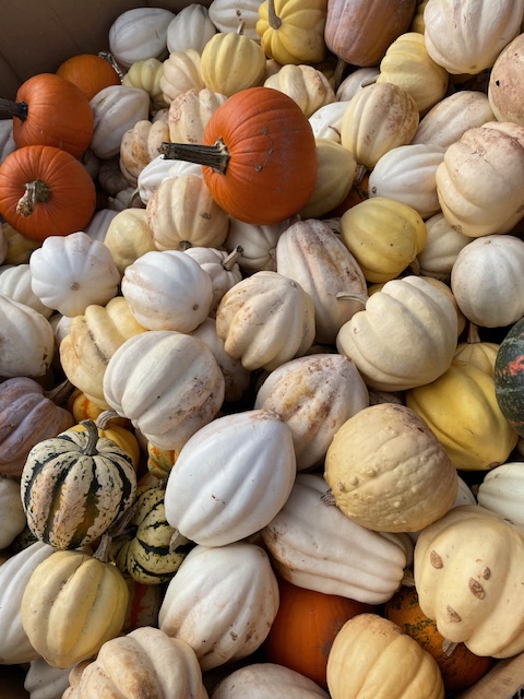 It’s Pumpkin Time!